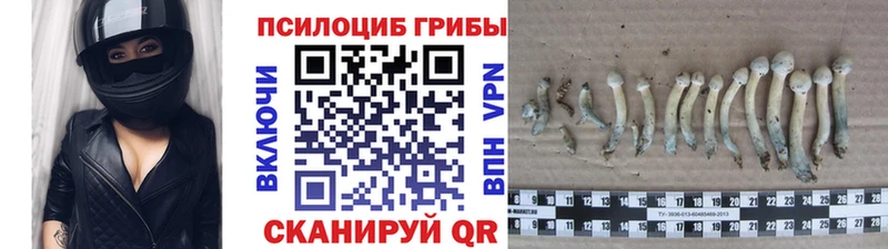 darknet формула  Новосибирск  Псилоцибиновые грибы GOLDEN TEACHER 